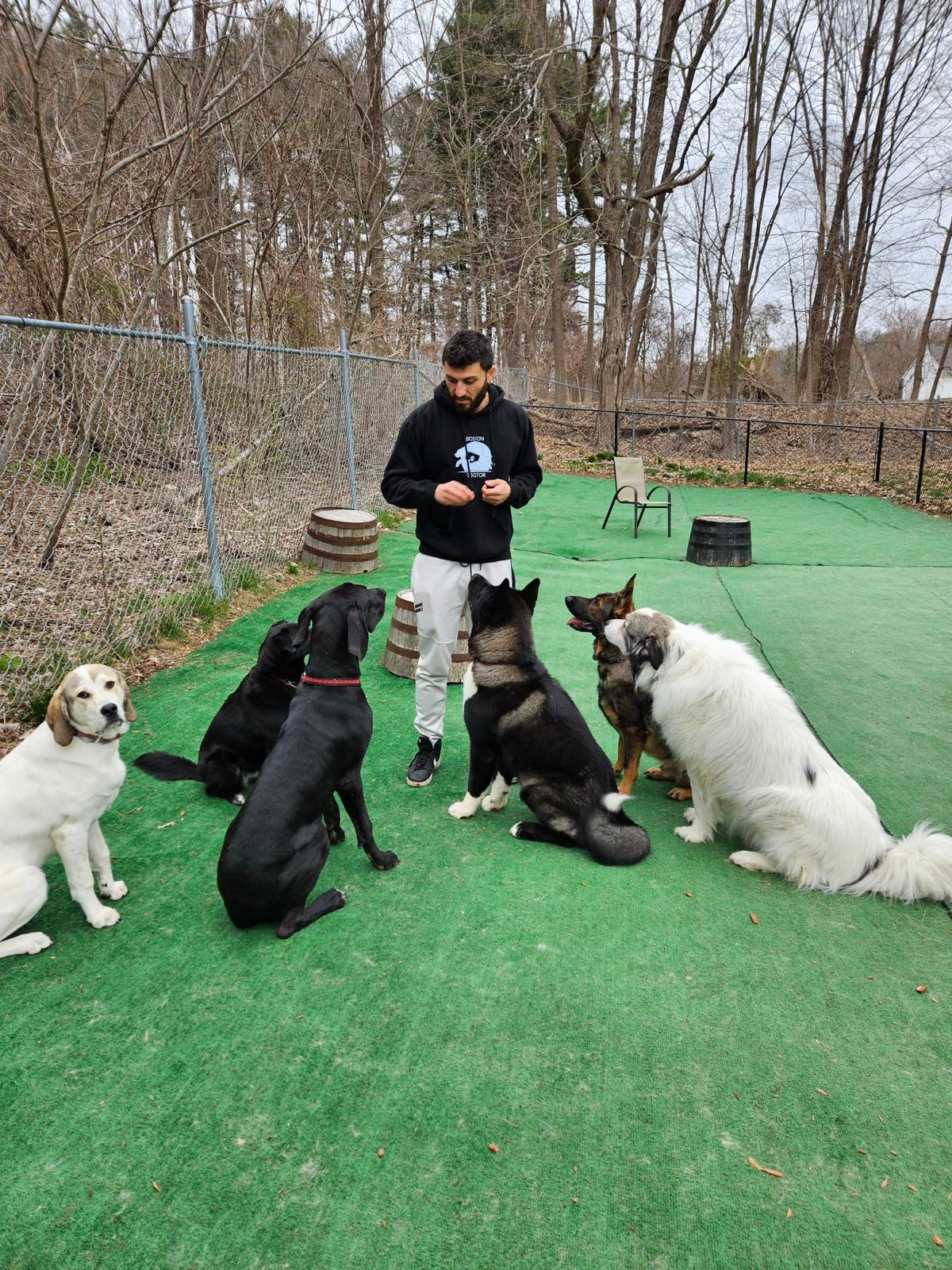 Multiple dogs demonstrating obedience commands