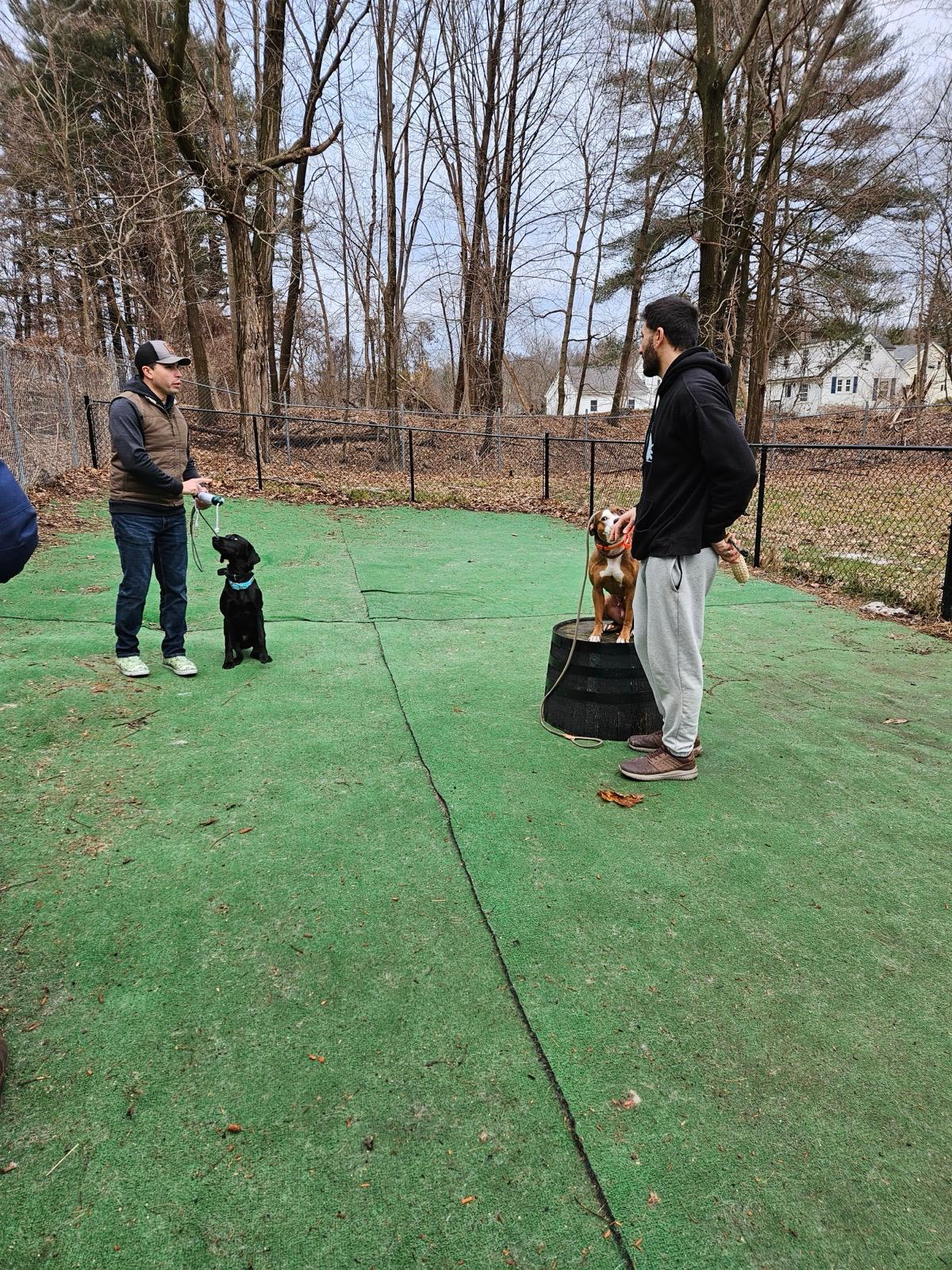 Group of dogs in rehabilitation training